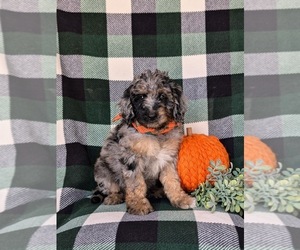 Bernedoodle (Miniature) Puppy for sale in OXFORD, PA, USA