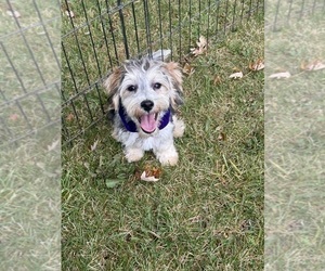 Maltipoo Puppy for sale in LANCASTER, MO, USA