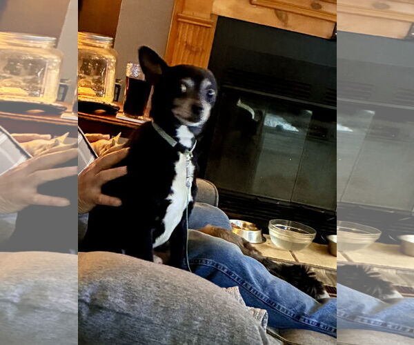 Medium Photo #2 Chihuahua-Feist Terrier Mix Puppy For Sale in Middlesex, NC, USA