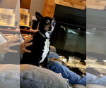 Small #1 Chihuahua-Feist Terrier Mix