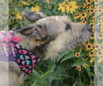 Small #7 Bouvier Des Flandres Mix