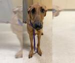 CHICO - Male Unknown-Whippet Mix Dog for Adoption - Small photo