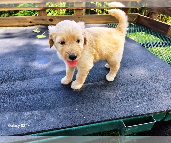 Medium Photo #4 Goldendoodle Puppy For Sale in LEON, KS, USA