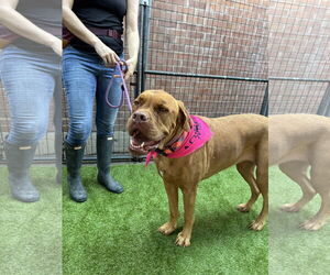 Dogue de Bordeaux Dogs for adoption in Goodyear, AZ, USA