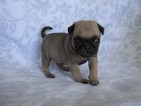 Small Photo #7 Pug Puppy For Sale in CATLETT, VA, USA