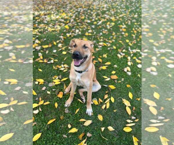 Medium Photo #1 Mutt Puppy For Sale in NYC, NY, USA