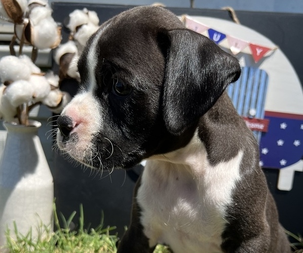 Medium Photo #2 Boxer Puppy For Sale in YATES CENTER, KS, USA