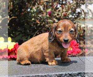 Dachshund Puppy for sale in LEOLA, PA, USA