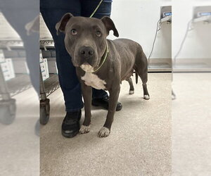 Mutt Dogs for adoption in Bakersfield, CA, USA