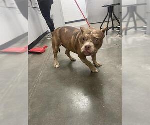American Bulldog Dogs for adoption in Rosenberg, TX, USA