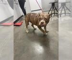 Small American Bulldog