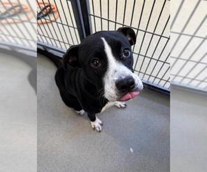 American Pit Bull Terrier-Unknown Mix Dogs for adoption in Fayetteville, NC, USA