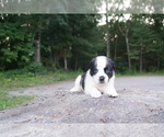 Small Photo #1 American Bully-Unknown Mix Puppy For Sale in DRACUT, MA, USA
