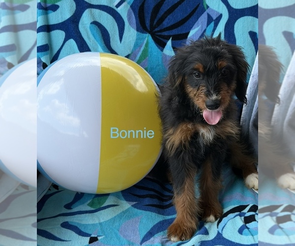 Medium Photo #2 Bernedoodle (Miniature) Puppy For Sale in KINGSPORT, TN, USA