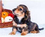 Small Photo #21 Dachshund Puppy For Sale in WAKARUSA, IN, USA