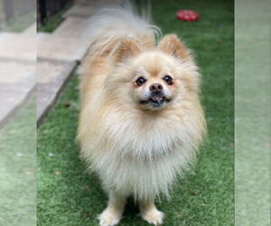 Pomeranian Dogs for adoption in Lewistown, PA, USA