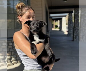 bodie - Male Borador Dog for Adoption - Photo #6