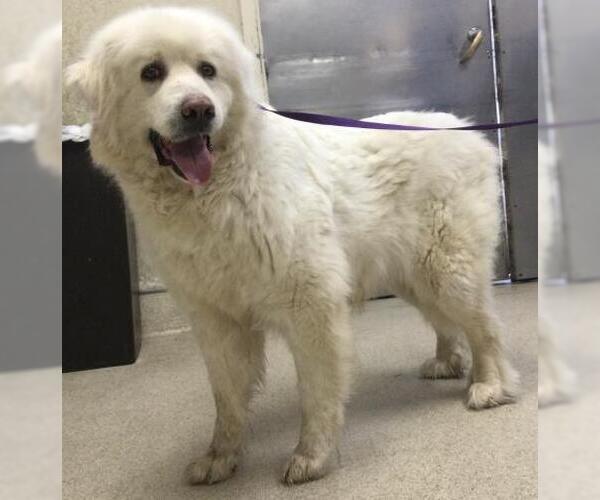 Medium Photo #1 Great Pyrenees Puppy For Sale in Riverside, CA, USA