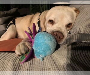 Franklin - Male Labrador Retriever Dog for Adoption - Photo #4
