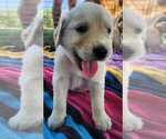 Small Photo #10 Golden Retriever Puppy For Sale in INDIANAPOLIS, IN, USA
