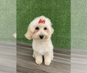 Poodle (Toy) Puppy for sale in N MIAMI BEACH, FL, USA