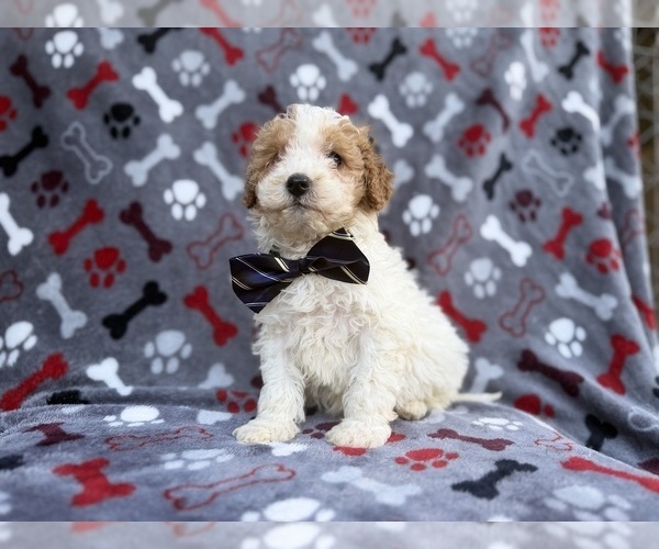 Medium Photo #5 Cavapoo (Miniature) Puppy For Sale in LAKELAND, FL, USA