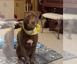 Coco - Female Siberian Husky-Unknown Mix Dog for Adoption - Small photo
