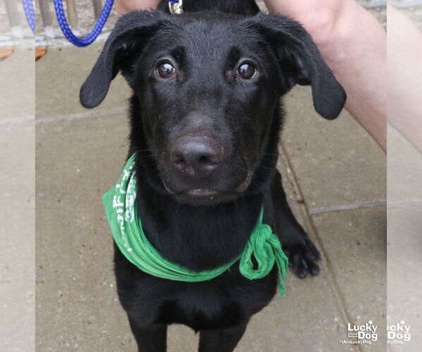 Medium Photo #3 Labrador Retriever-Retriever  Mix Puppy For Sale in Washington, DC, USA