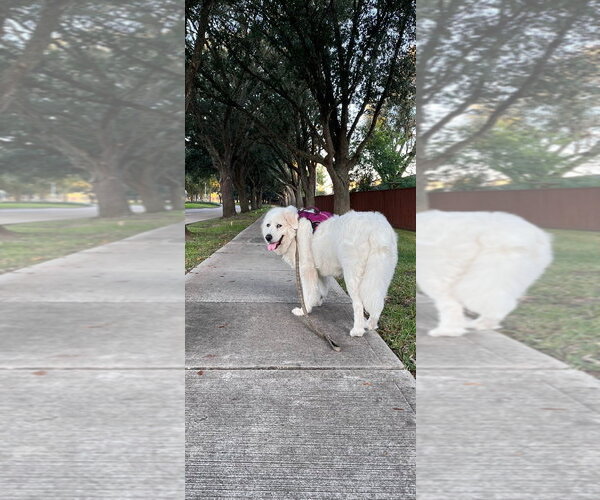 Medium Photo #3 Great Pyrenees Puppy For Sale in Spring, TX, USA