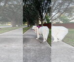 Small #2 Great Pyrenees