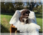 Small Photo #7 Schnoodle (Miniature) Puppy For Sale in NIANGUA, MO, USA