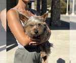 Small #2 Mutt