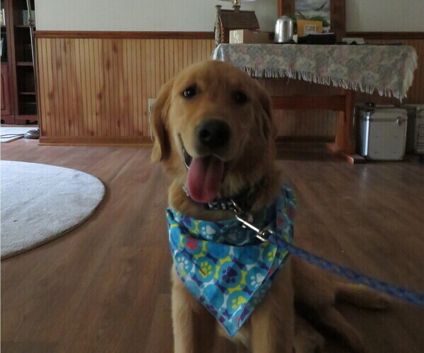 Medium Photo #17 Golden Retriever Puppy For Sale in MECHANICSVILLE, MD, USA