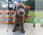 Small #5 Labrador Retriever