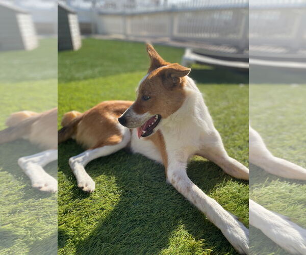 Medium Photo #5 Border Collie-Unknown Mix Puppy For Sale in La Verne, CA, USA