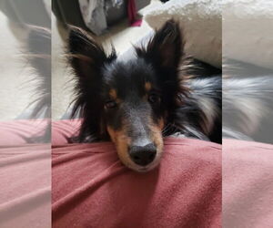 Medium Mutt