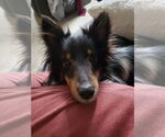 Small Mutt
