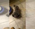 Small Photo #1 Poodle (Toy) Puppy For Sale in DARLINGTON, ID, USA