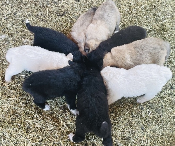 Medium Photo #4 Great Pyrenees Puppy For Sale in LONGMONT, CO, USA