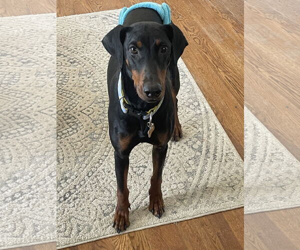Medium Photo #13 Doberman Pinscher Puppy For Sale in Minneaoplis, MN, USA