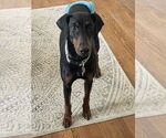 Small #12 Doberman Pinscher