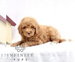 Small #2 Goldendoodle (Miniature)