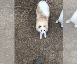 Pomeranian-Pomsky Mix Puppy for Sale in GATESVILLE, Texas USA