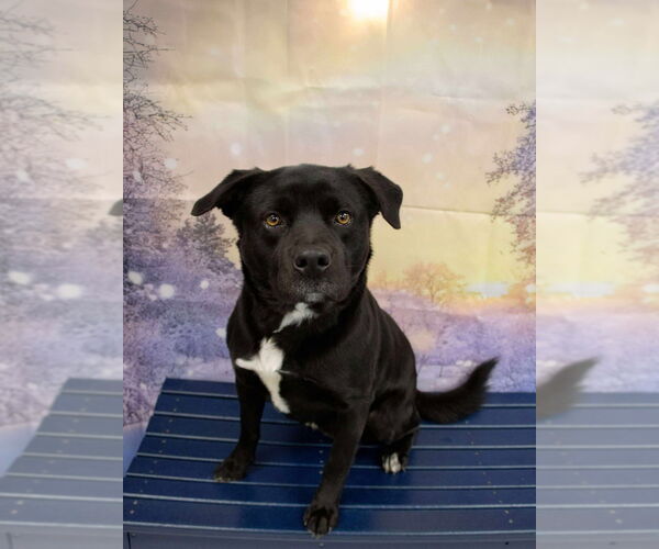 Medium Photo #3 Mutt Puppy For Sale in Evansville, IN, USA