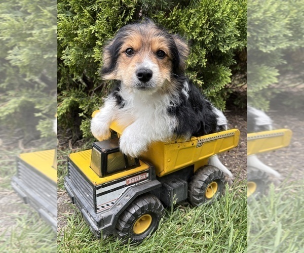Medium Photo #5 Yoranian Puppy For Sale in MIDDLEBURY, IN, USA