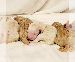 Goldendoodle (Miniature) Puppy for sale in CARTERSVILLE, GA, USA