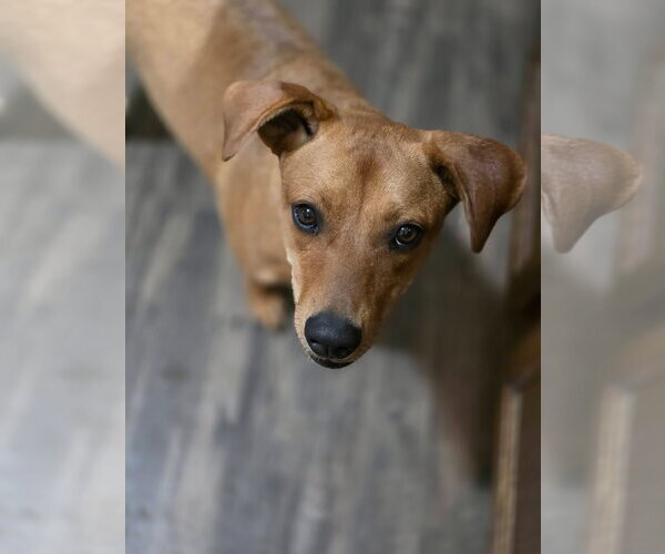 Medium Photo #2 Dachshund-Unknown Mix Puppy For Sale in New London, WI, USA