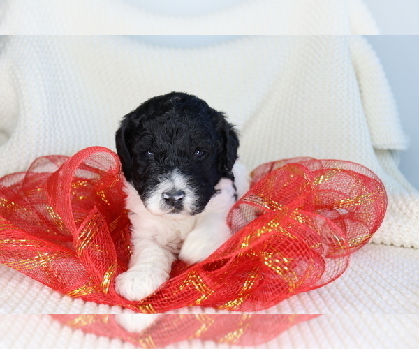 Medium Photo #6 Goldendoodle Puppy For Sale in NORTH LIBERTY, IN, USA