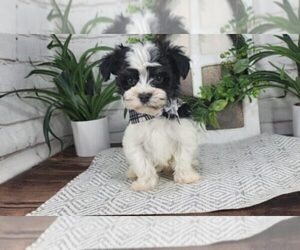 Havanese Puppy for sale in MARIETTA, GA, USA