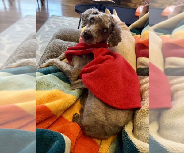 Medium Photo #9 Poodle (Miniature)-Unknown Mix Puppy For Sale in Mundelein, IL, USA